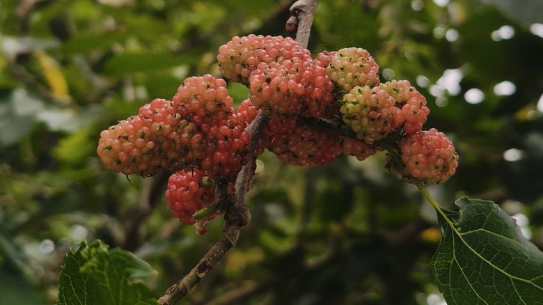 Cluster of pink colored white mulberries growing on a tree branch with leaves
