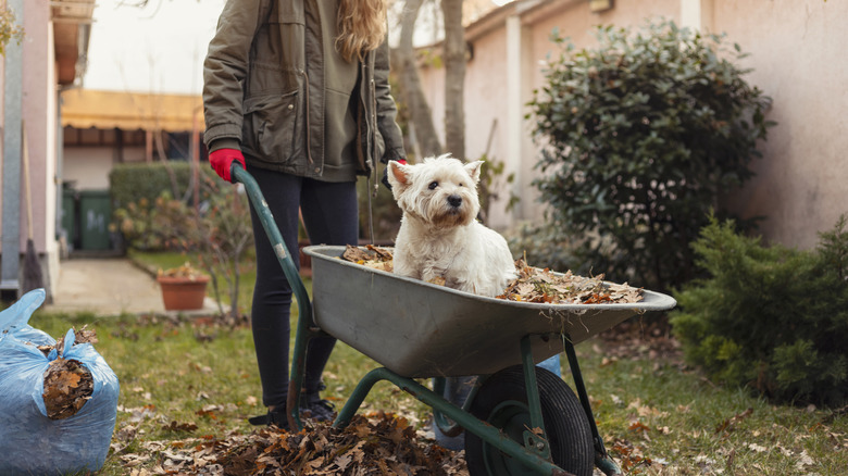 Woman pushing wheelbarrow with cute dog and leaves inside