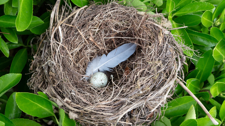 A bird's nest with a single feather and a single egg