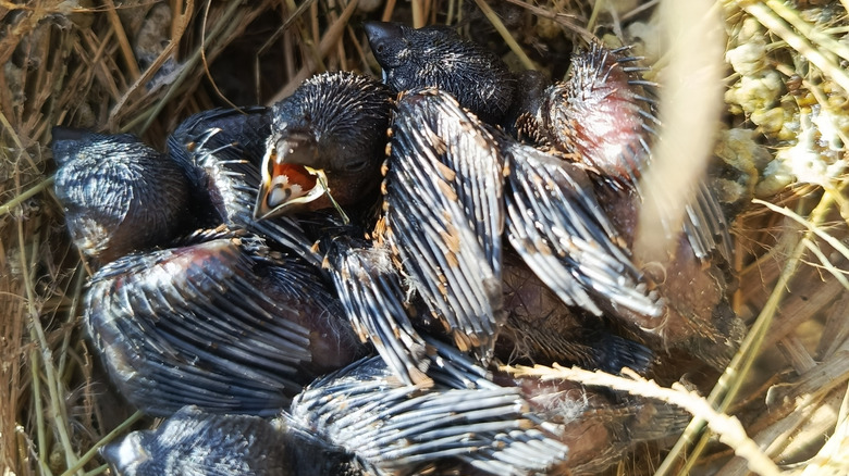 Four baby birds in a nest that looks abandoned