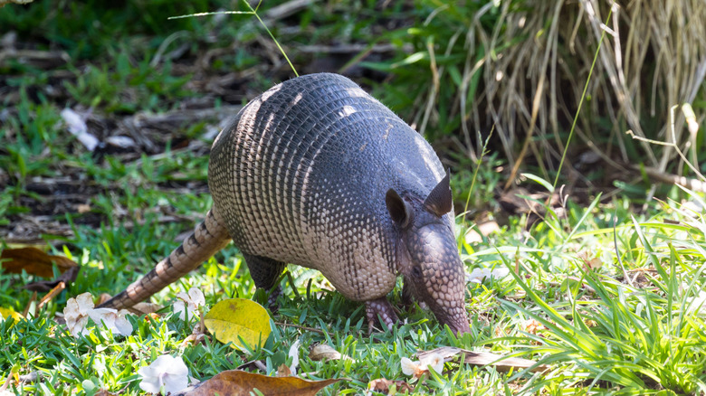 Armadillo sniffing in the grass