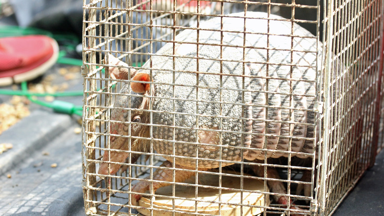 An armadillo captured in a cage