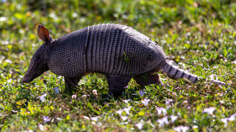 Armadillo walking in the grass