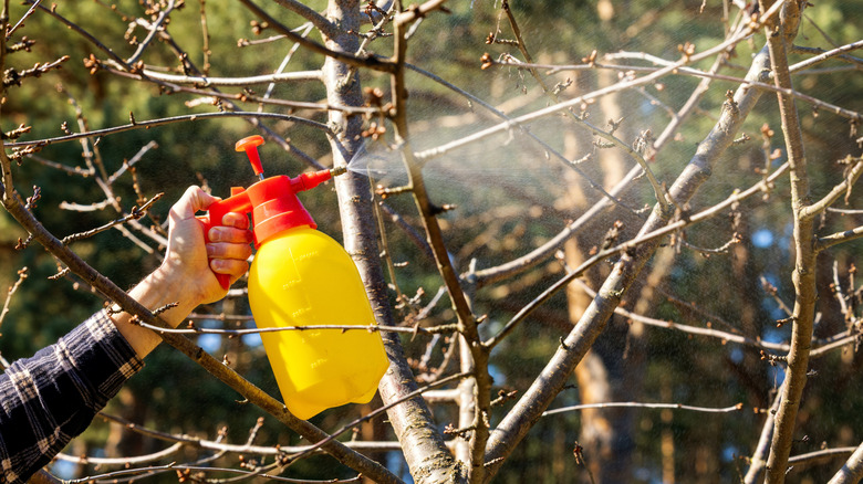 Person spraying herbacide on tree branches