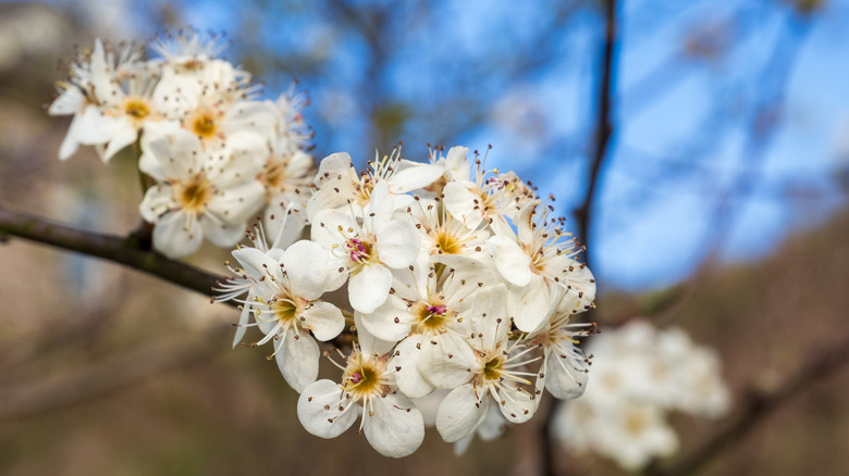 Callery pear tree blossoms