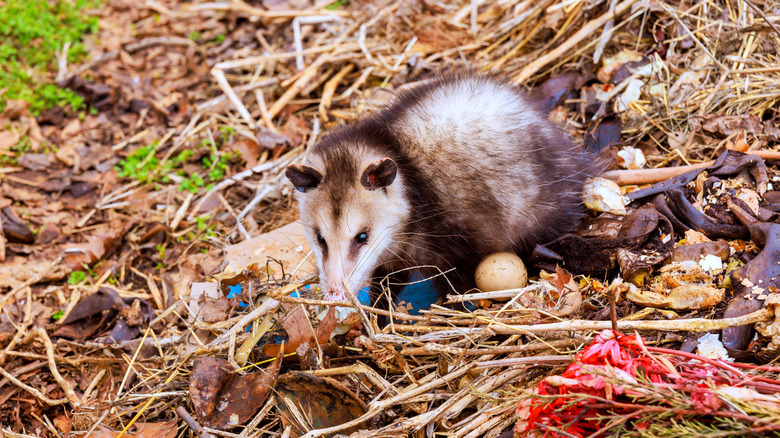 An opossum foraging for food among compost