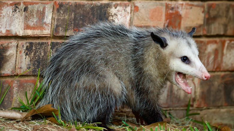 An opossum standing at brick wall with its mouth open