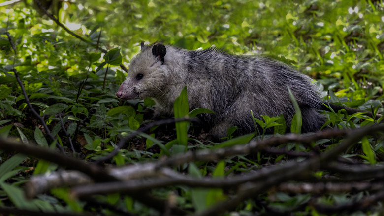 Opossum walking in wooded area