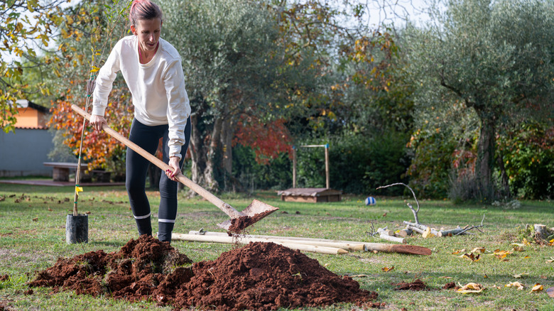 Young woman digging a hole with a shovel for a young tree to be planted in red fertile istrian soil.