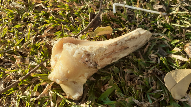 Animal bones on the grass.