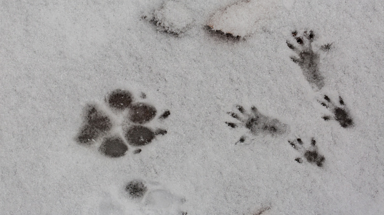 A dog and squirrel print in the snow