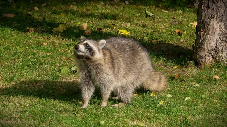 A raccoon standing on a green lawn next to a tree, sniffing the air