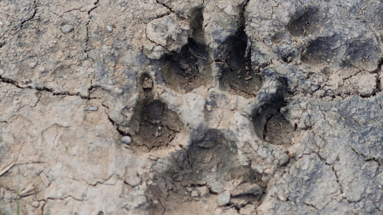 A canine print of some kind in the now-dry mud