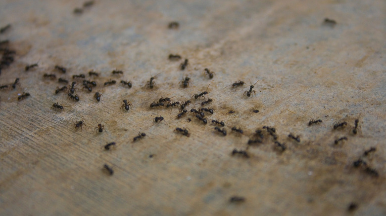 ants on floor
