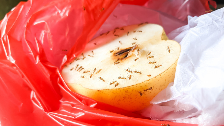 Ants crawling on an apple in the garbage