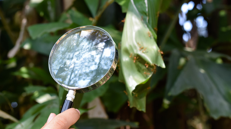 Hand holding magnifying glass looking at ants on leaf