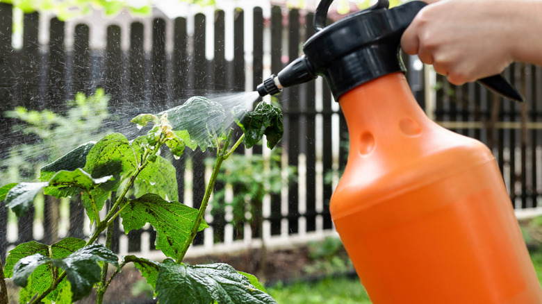 Leaves being sprayed with an orange sprayer