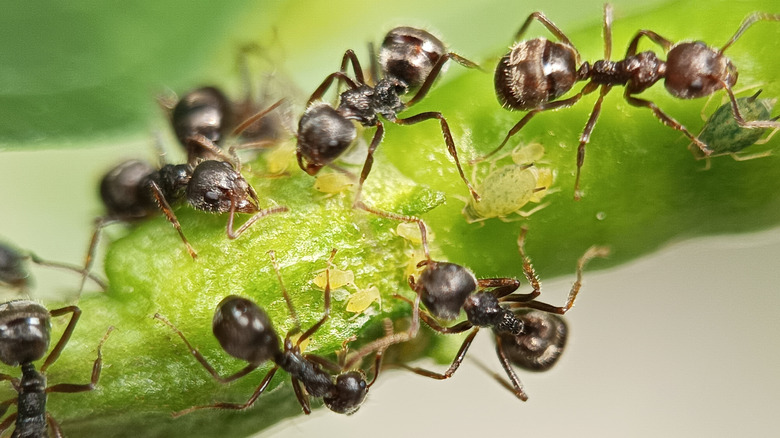 Multiple black ants on a green shoot