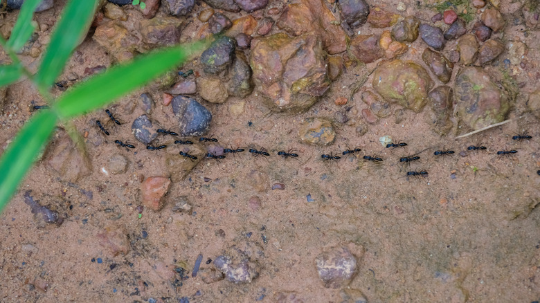 A line of black ants walking through a muddy yard with rocks and plants surrounding them.