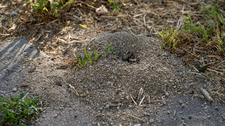 Black ants enter a large anthill built in a yard surrounded by grass and dirt.