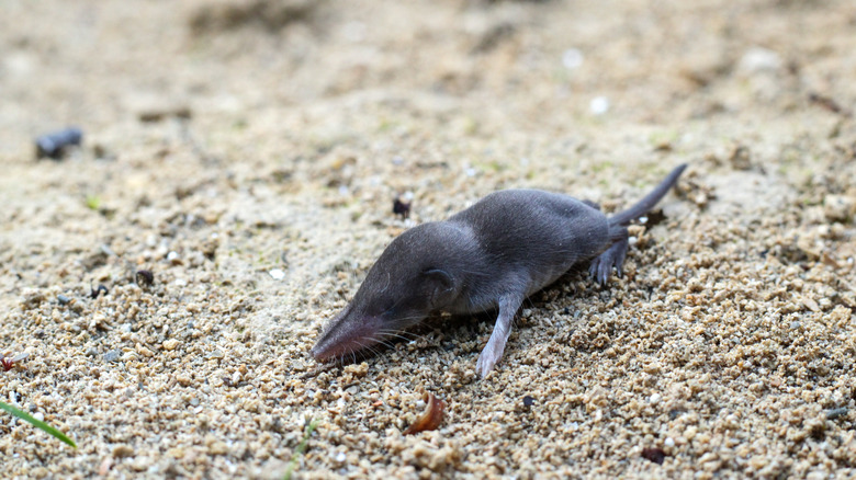 A baby mole above ground by itself
