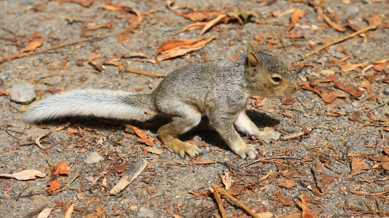 A baby squirrel on leafy ground