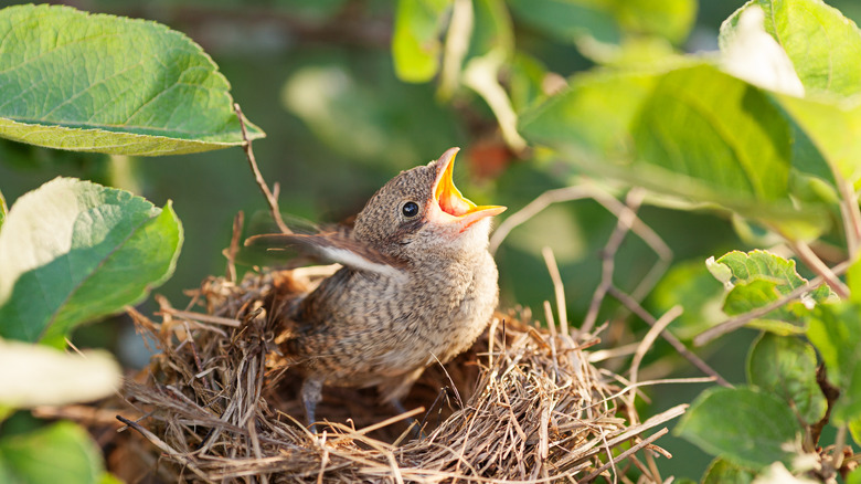 A baby bird waiting in its nest