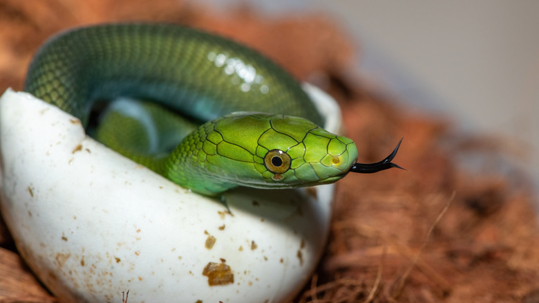 A baby green snake, just emerged from its egg