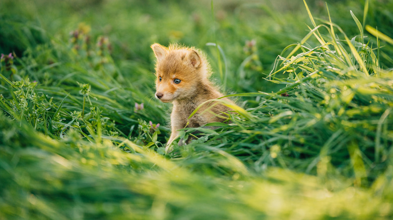 A baby fox in long grass