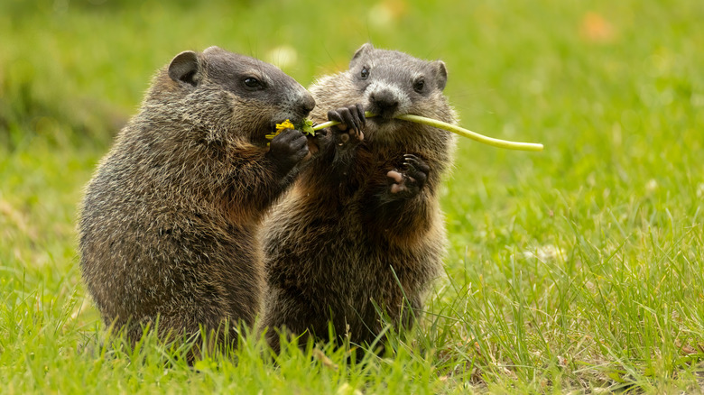 Two baby groundhogs sharing a dandelion