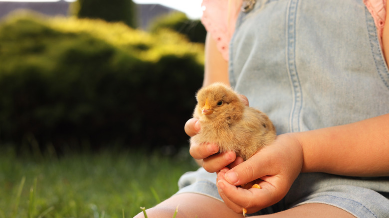 Close-up of a child holding a baby bird