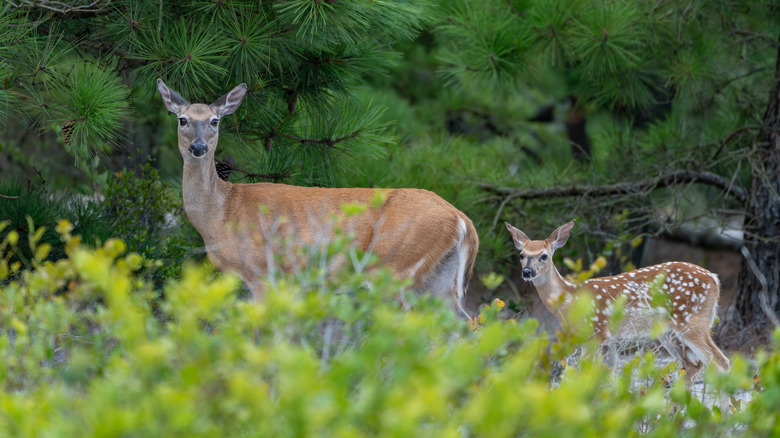 A doe and her fawn