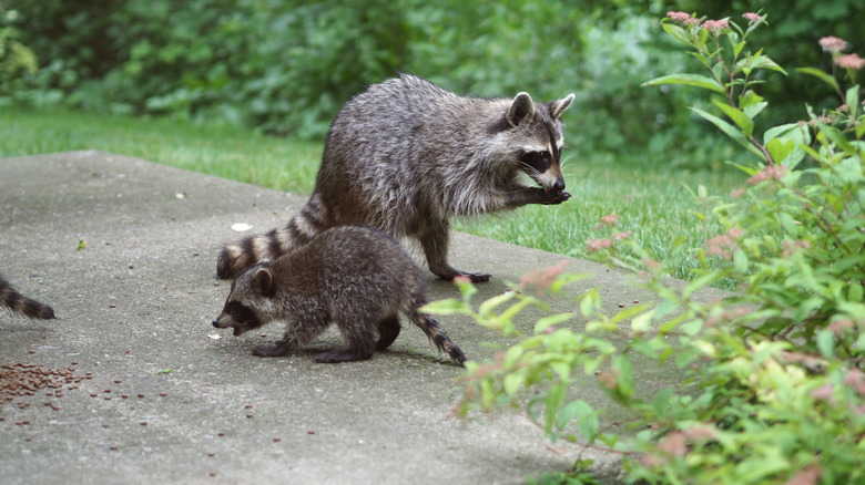 A mother and baby raccoon