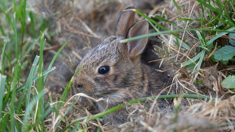 A baby rabbit in a nest