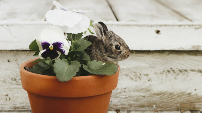 A tiny baby rabbit peeking out of a small flower pot