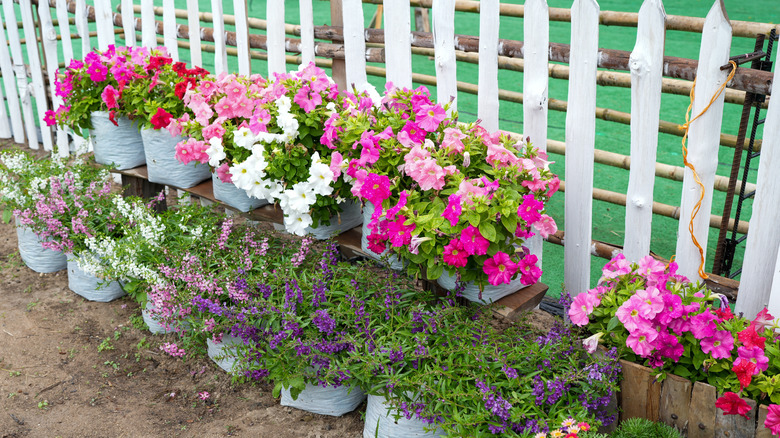 What To Do If You Find Baby Rabbits In Your Flower Pot