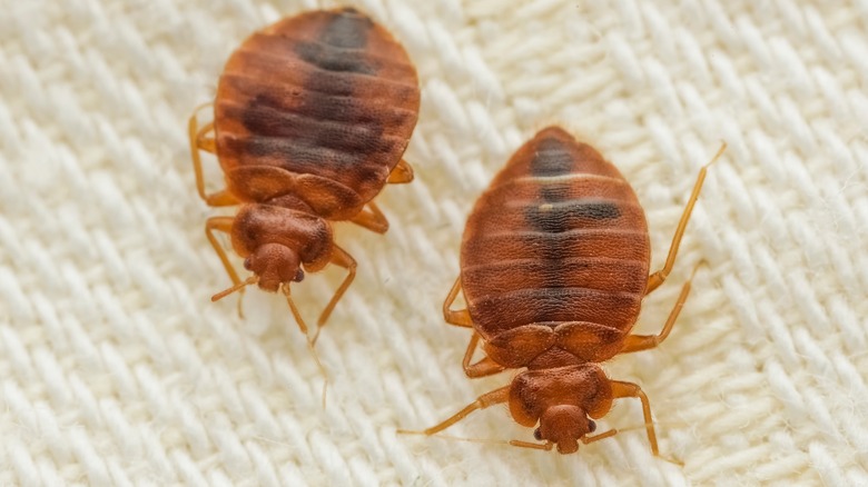 Bed bugs on carpet