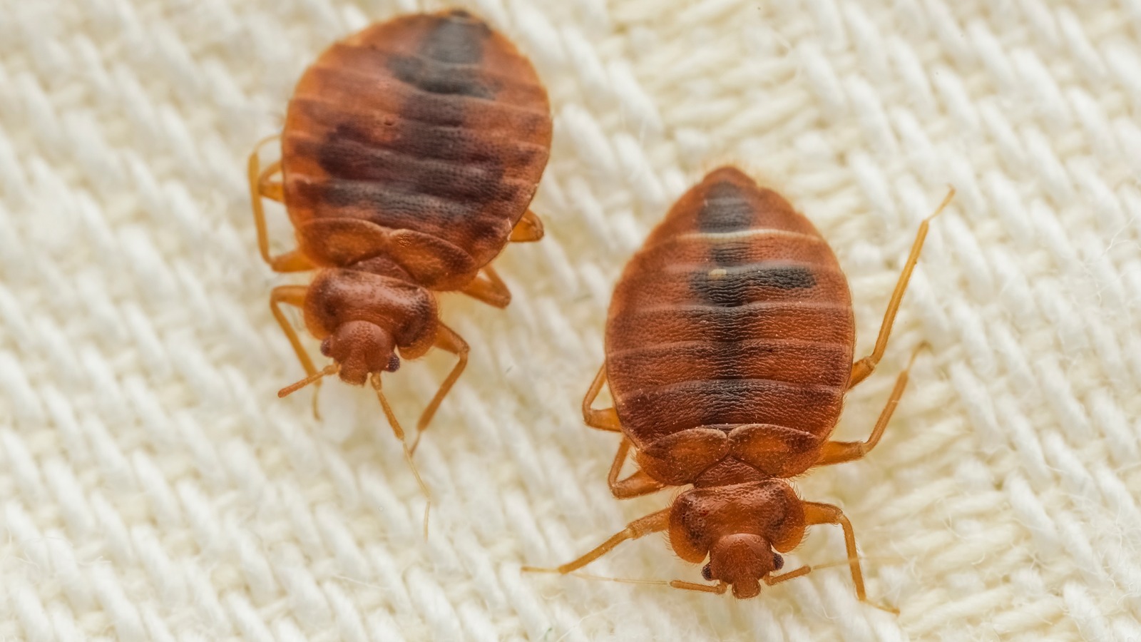 What To Do If You Find Bed Bugs Lurking In Your Carpet