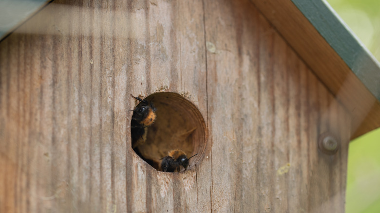 Bees climbing out of a birdhouse