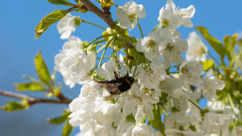 A bee pollinating a white flower