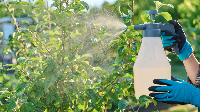 A person wearing gloves spraying a tree with pest treatment
