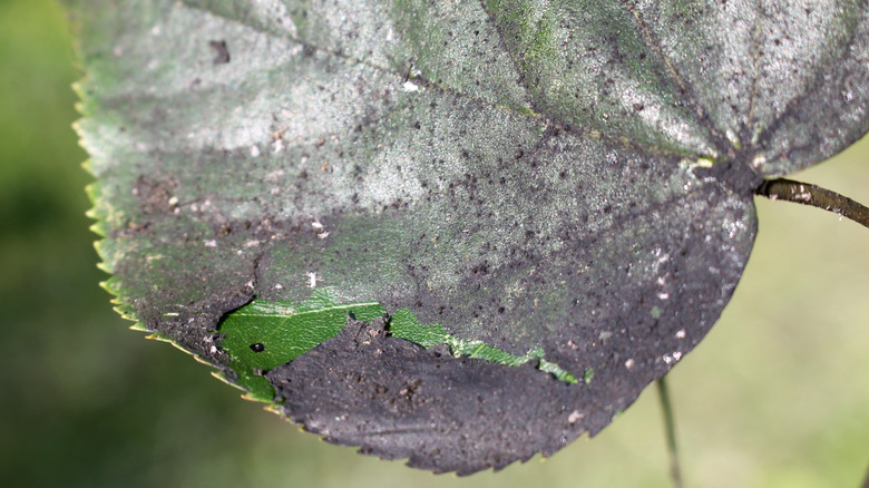Leaf mostly covered with sooty mold.