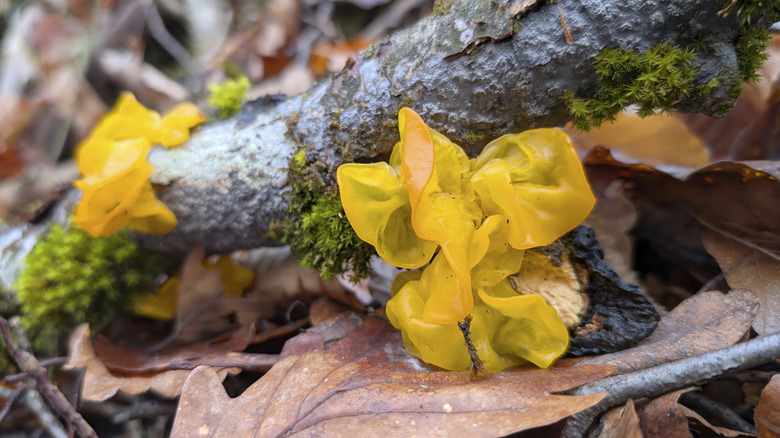 Witch's butter fungus growing on a tree branch