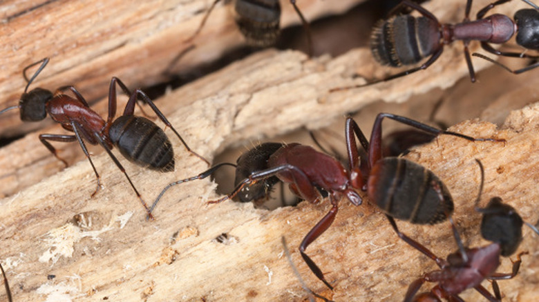A closeup of several carpenter ants walking on wood.