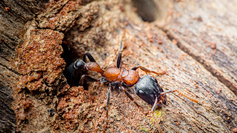 A carpenter ant digging into rotted wood