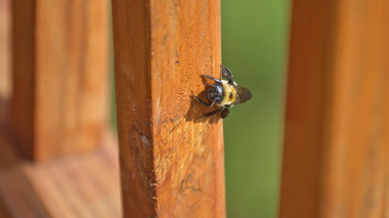 Carpenter bee burrowing into a wood deck railing