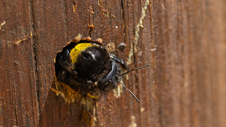 Carpenter bee in a hole in a wood deck