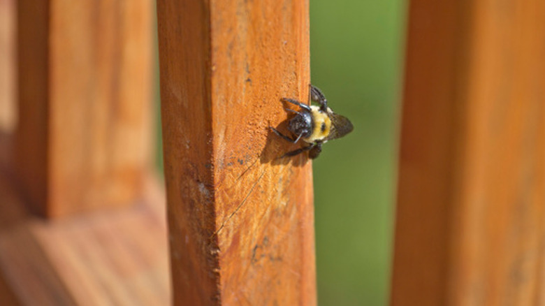 A solitary carpenter bee rests on the vertical wooden post of a deck fence.