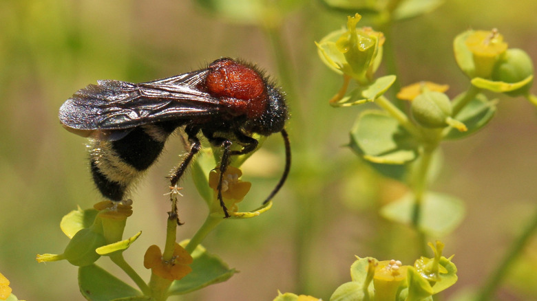A winged male cow killer ant on a flower