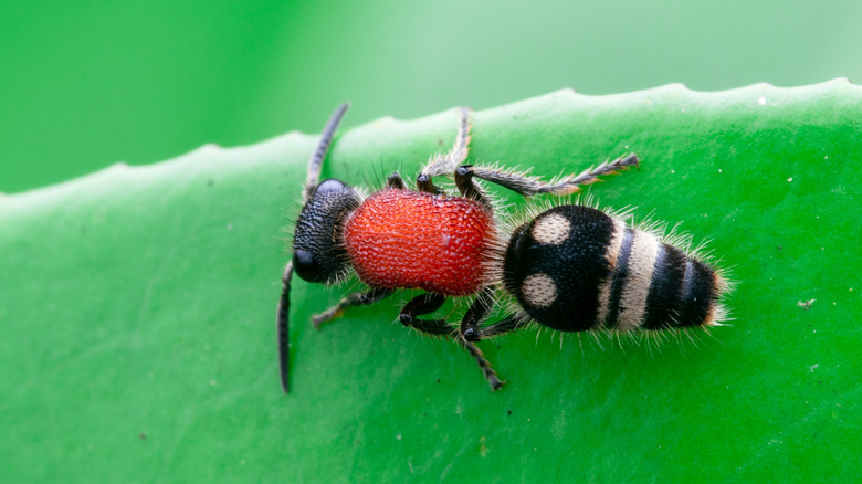 A closeup of a red and black cow killer ant on a leaf